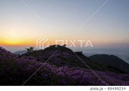 山 花 ツツジ 89499234