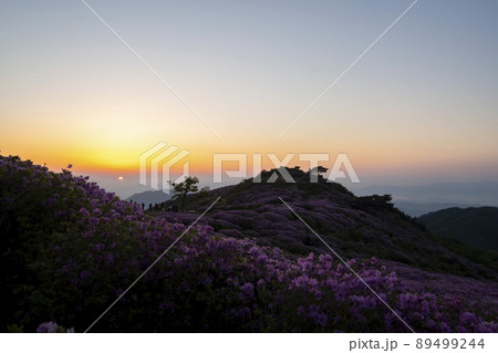山 ツツジ 陜川郡 89499244