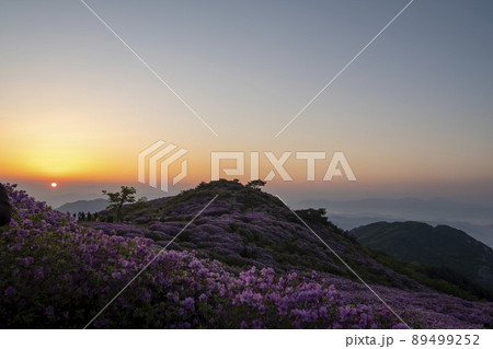 山 花 ツツジ 89499252