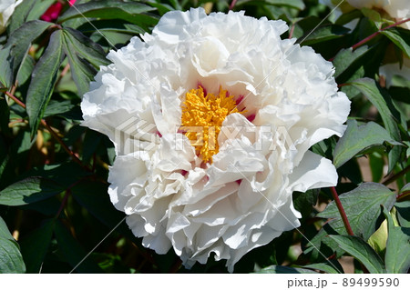 宮城県 岩沼市 金蛇水神社 花まつり 牡丹園 牡丹 宮城県 岩沼市 金蛇水神社 花まつり 牡丹園 牡丹 89499590
