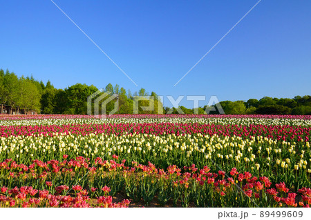 ちゅーりっぷ畑5440 89499609