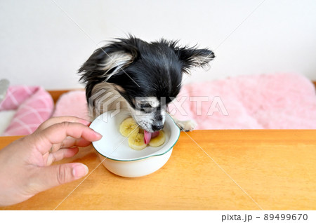 大好きなバナナを目の前に我慢できない食いしん坊チワワ 89499670