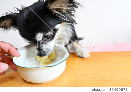 大好きなバナナを目の前に我慢できないチワワ 89499671