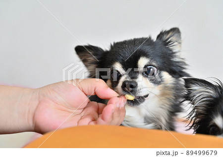 大好きなバナナをもらう2匹のチワワ　多頭飼い 89499679