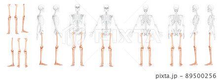 Set of Skeleton Thighs and legs lower limb Human front back side view with partly transparent bones position. femur Set of Skeleton Thighs and legs lower limb Human front back side view with partly transparent bones position. femur 89500256
