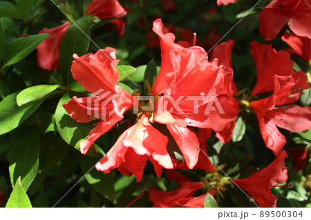 城南宮　京都市伏見区　竹田駅　近鉄京都線　つつじ　躑躅　ツツジ　重要文化財　 89500304