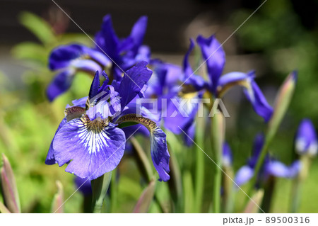 アヤメは黄色地に紫の網目模様が特徴の楚々とした紫の花で端午の節句に切花で飾られる アヤメは黄色地に紫の網目模様が特徴の楚々とした紫の花で端午の節句に切花で飾られる 89500316
