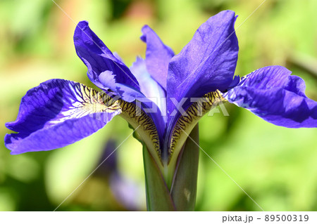 アヤメは黄色地に紫の網目模様が特徴の楚々とした紫の花で端午の節句に切花で飾られる 89500319