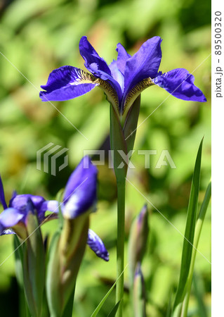 アヤメは黄色地に紫の網目模様が特徴の楚々とした紫の花で端午の節句に切花で飾られる 89500320