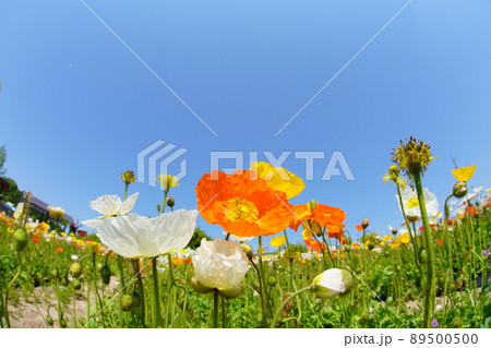 ポピー3199 89500500