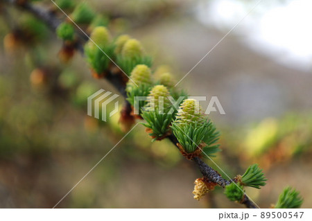 カラマツの雌花 89500547