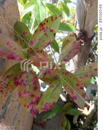 紅い斑点が特徴の病気 89500549