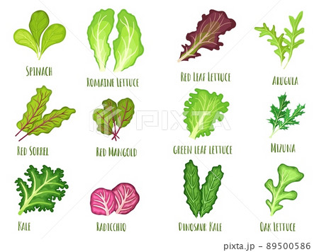 Leafy salad green. Green leaf lettuce, fresh spinach and kale. Planted vegetables leaves, healthy food cartoon vector Illustration set 89500586