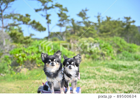 房総半島を旅するチワワ　多頭飼い　千葉県南房総市　野島崎 89500634