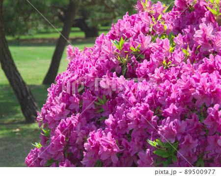 鮮やかに咲く浜離宮のツツジ（2022年5月） 89500977