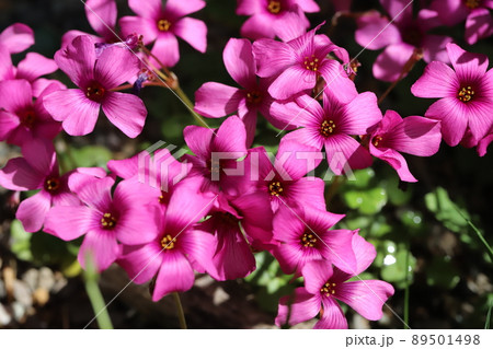 春の日本の野原に咲くイモカタバミのピンク色の花 春の日本の野原に咲くイモカタバミのピンク色の花 89501498