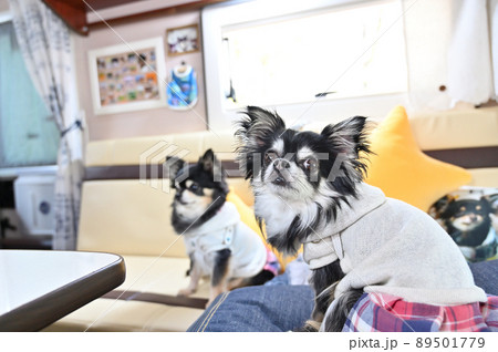 キャンピングカー旅行するチワワ 多頭飼い キャンピングカー旅行するチワワ 多頭飼い 89501779