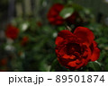 赤いバラ 89501874