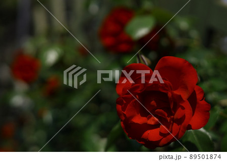 赤いバラ 89501874