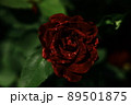 濃い赤の薔薇 89501875
