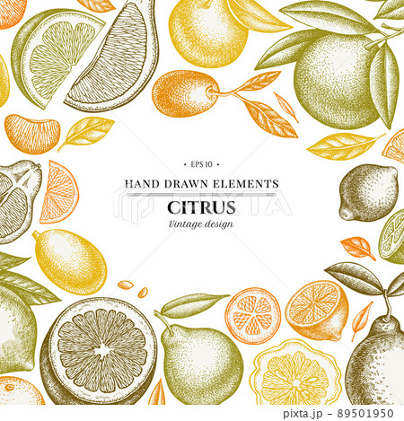 Citrus hand drawn illustration design. Background with vintage kumquat, lemon, tangelo, etc. Citrus hand drawn illustration design. Background with vintage kumquat, lemon, tangelo, etc. 89501950