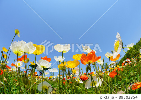 ポピー4069 89502354