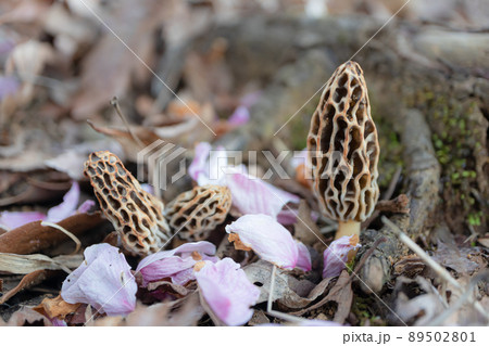 花弁に埋もれるアミガサタケ 89502801