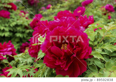 入交家の牡丹 89502838