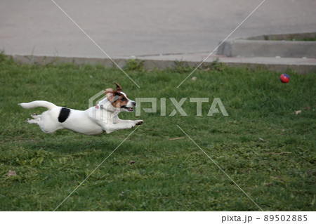 Jack Russell Terrier puppy rushes after the ball Jack Russell Terrier puppy rushes after the ball 89502885