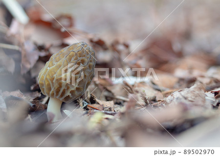 アシボソアミガサタケ 89502970