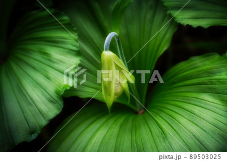 凛とした佇まいが美しい、絶滅危惧Ⅱ類のクマガイソウのつぼみ 89503025