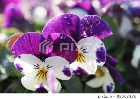 パンジーの花と水滴 パンジーの花と水滴 89503176