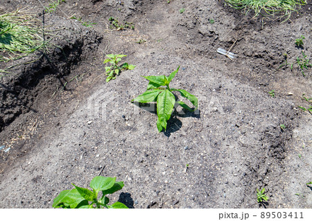 5月の家庭菜園で発芽直後の菊芋 89503411