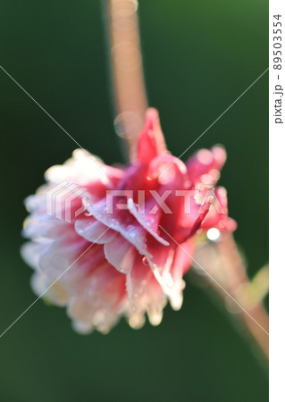 オダマキ 0037 オダマキ 0037 89503554