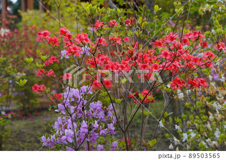 満開のオレンジ色のヤマツツジ 89503565