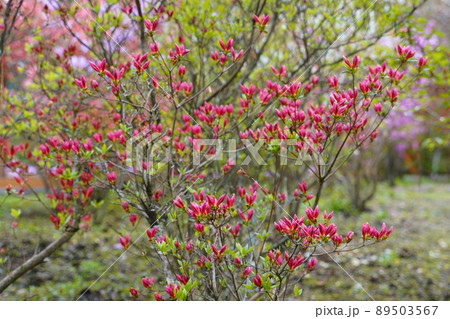 満開のオレンジ色のヤマツツジ 89503567