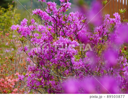 満開の紫色のヤマツツジの写真素材 [89503877] - PIXTA