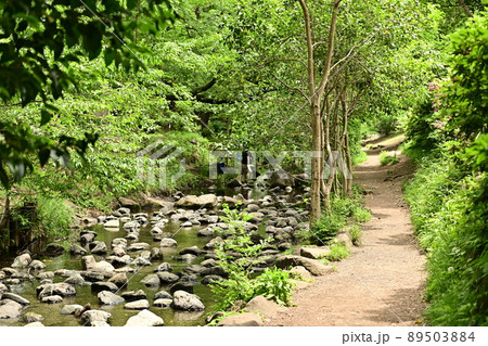 新緑の散歩道　神田川源流付近の細い流れと新緑に包まれた遊歩道 89503884