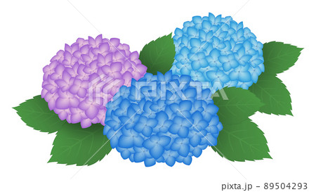 三色の紫陽花 イラスト素材のイラスト素材