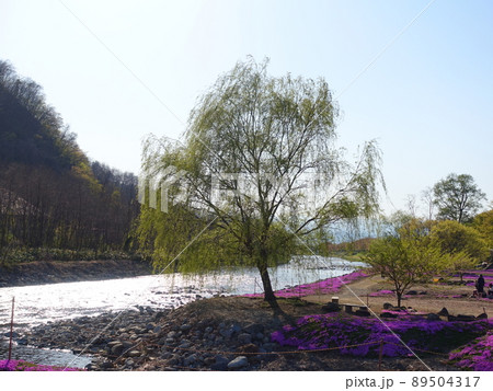 芝桜 シバザクラ しばざくら 立谷川 芝桜 シバザクラ しばざくら 立谷川 89504317