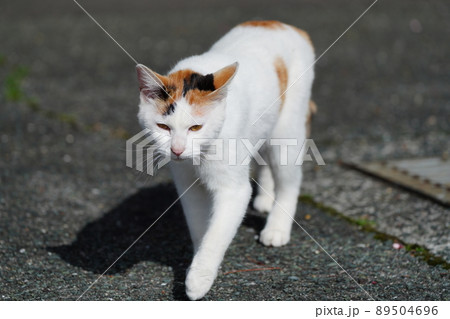 地域猫の兄妹が車に乗って高みの見物 89504696