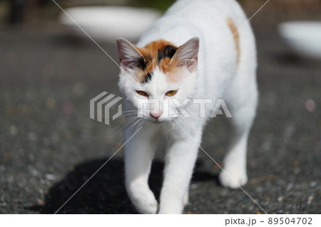 地域猫の兄妹が車に乗って高みの見物 89504702