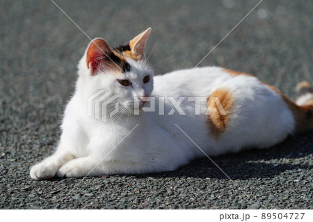 地域猫の兄妹が車に乗って高みの見物 89504727