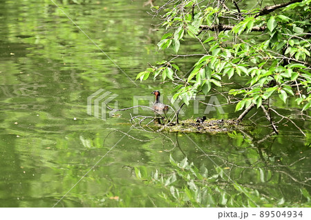 新緑の水鏡 穏やかな水面を滑るように泳ぐ水鳥 新緑の水鏡 穏やかな水面を滑るように泳ぐ水鳥 89504934