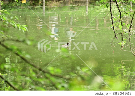 新緑の水鏡 散歩道より眺める新緑を写す池の表面 新緑の水鏡 散歩道より眺める新緑を写す池の表面 89504935