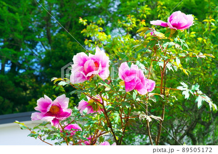 【西国三十三所】第二十九番　松尾寺に咲いたボタンの花1　京都府舞鶴市 89505172