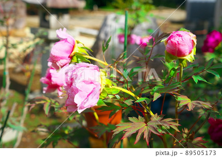 【西国三十三所】第二十九番 松尾寺に咲いたボタンの花2 京都府舞鶴市 【西国三十三所】第二十九番 松尾寺に咲いたボタンの花2 京都府舞鶴市 89505173
