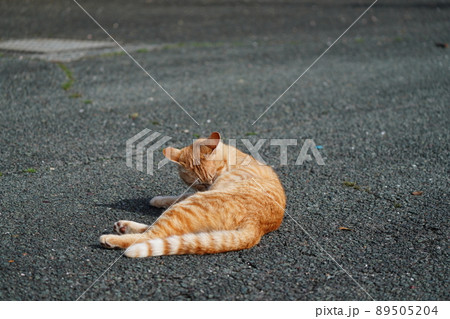 姉弟と知ってか知らずか三毛猫メスが茶トラオスにちょっかいを出す 89505204