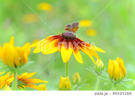 夏の花素材　満開のルドベキア 89505266