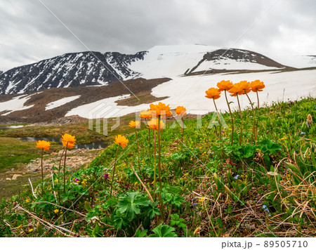Trollblume in spring Globeflower in front of the white glacier. Green Alpine plateau. 89505710